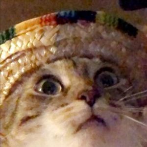 Meet your Posher, Molly